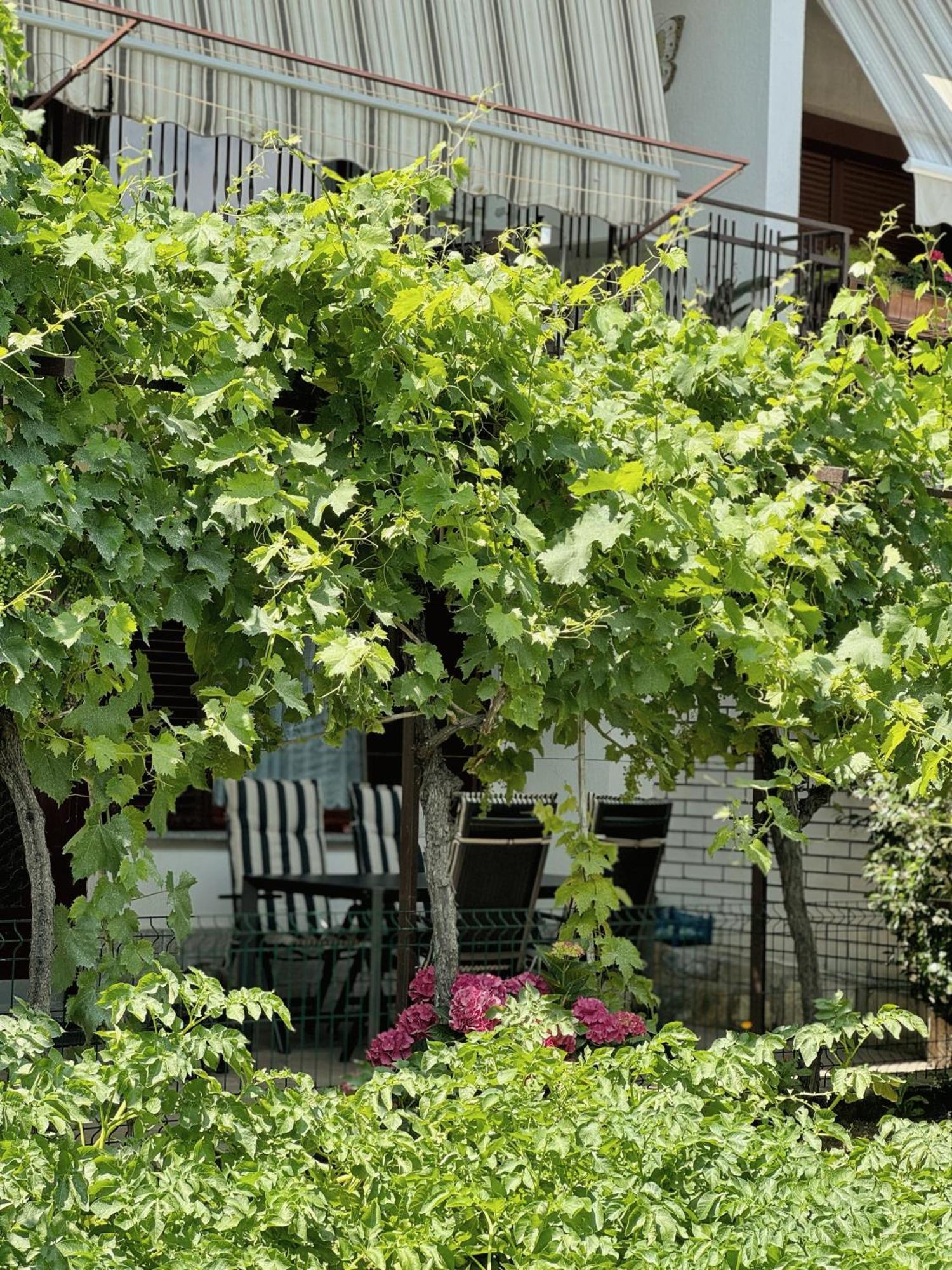 Apartment Gregoric Izola Dış mekan fotoğraf